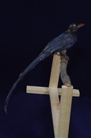 藏品(臺灣藍鵲)的圖片